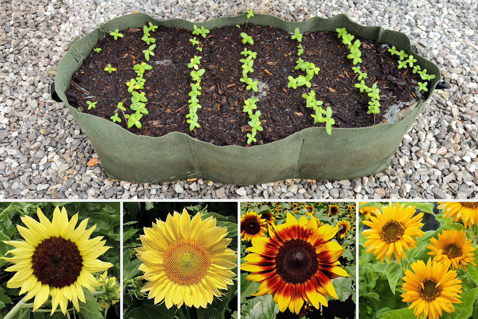 5-Minute Sunflower Garden  Smart Pot