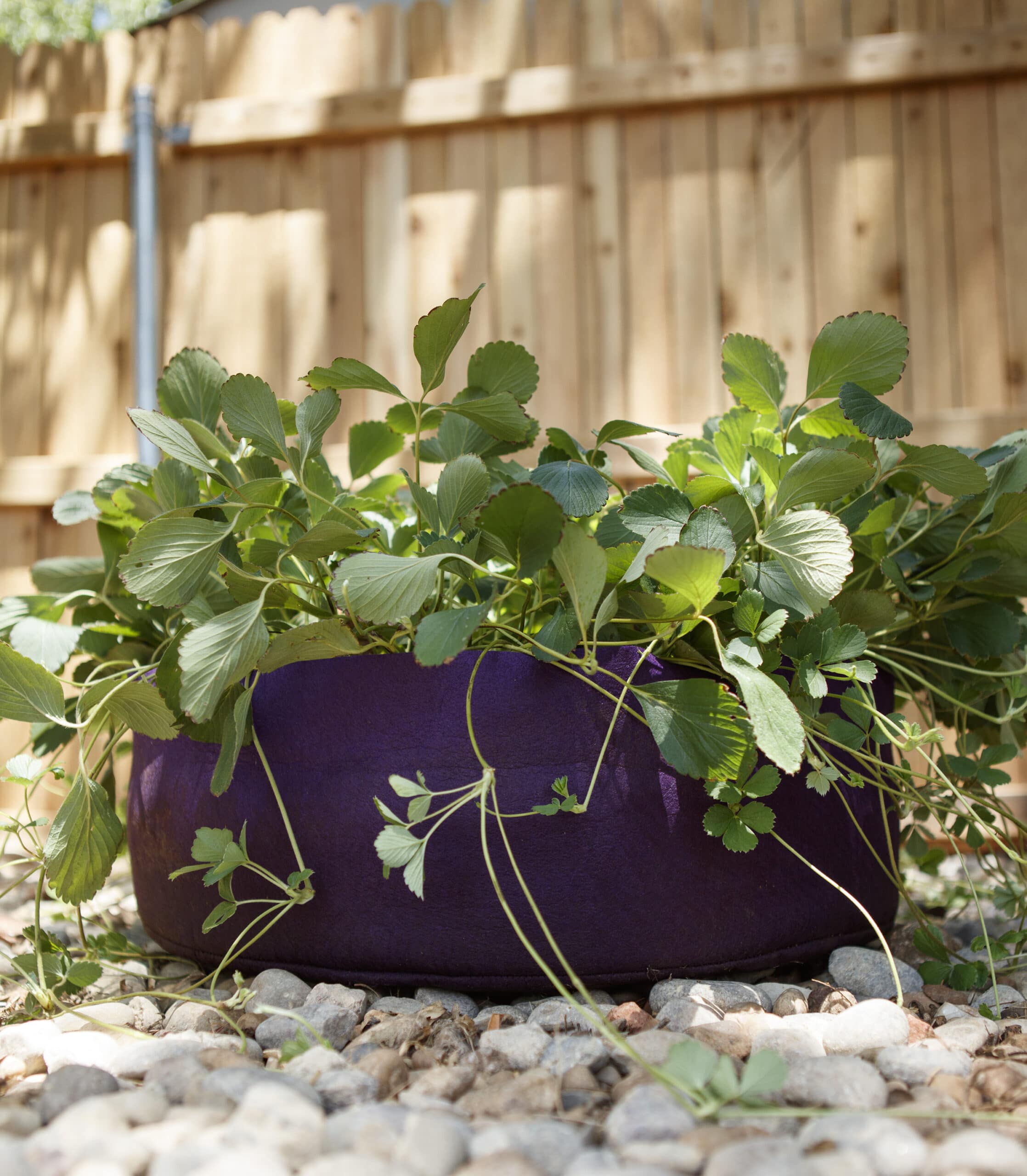 air plant planter Wholesale Cork Bark Planters & Tillandsia Air Plants – Air Plant City main image 0