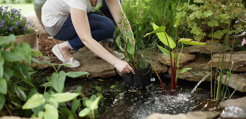 Growing Aquatic Plants: The Benefits of Pond Pots  Smart Pot
