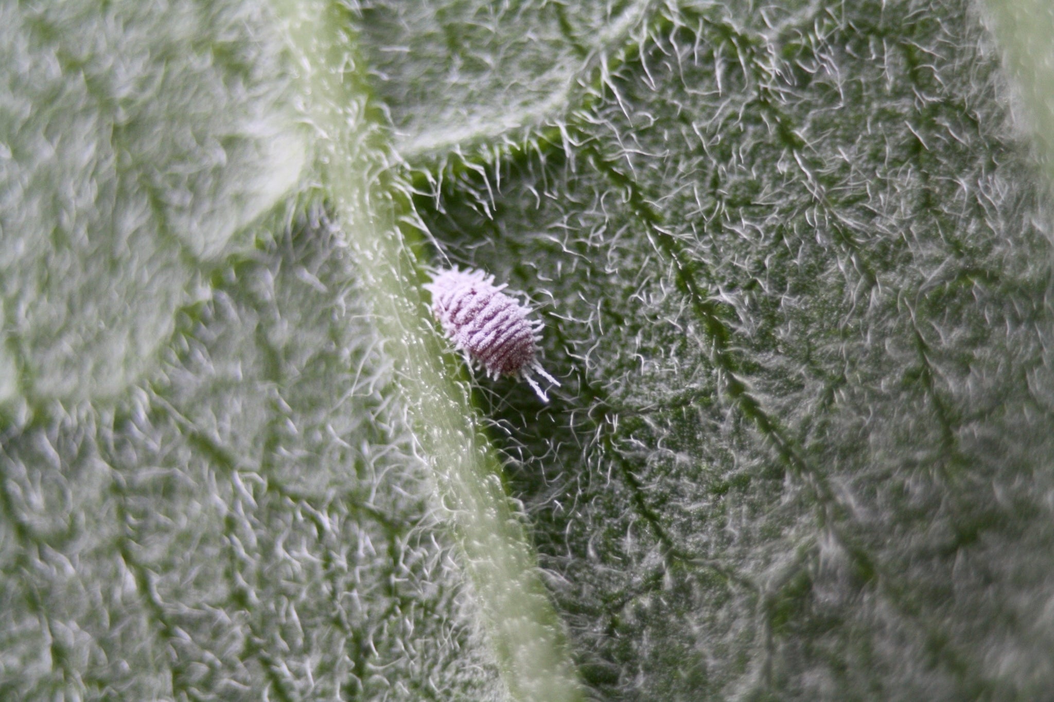 Managing Indoor Plant Pests  Smart Pot
