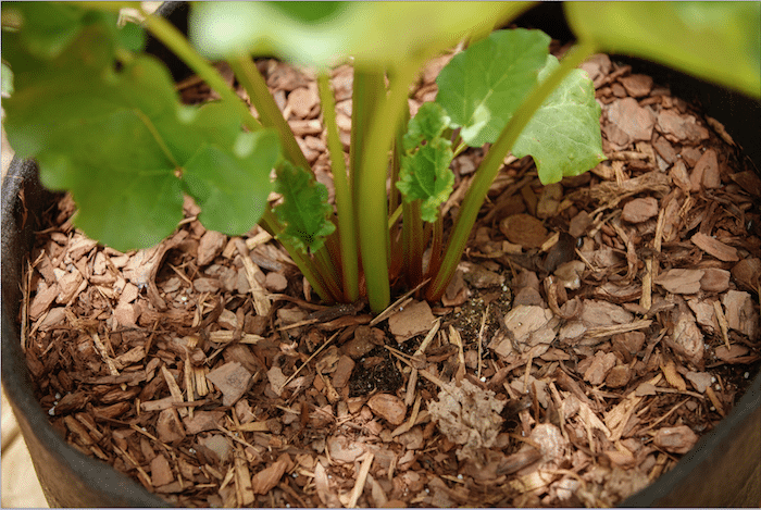Mulching, Upcycling, and Heeling In: How to Protect Plants in Winter   Smart Pot