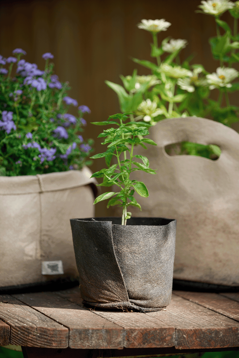 Basil growing in a Smart Pot Transplanter on a garden table