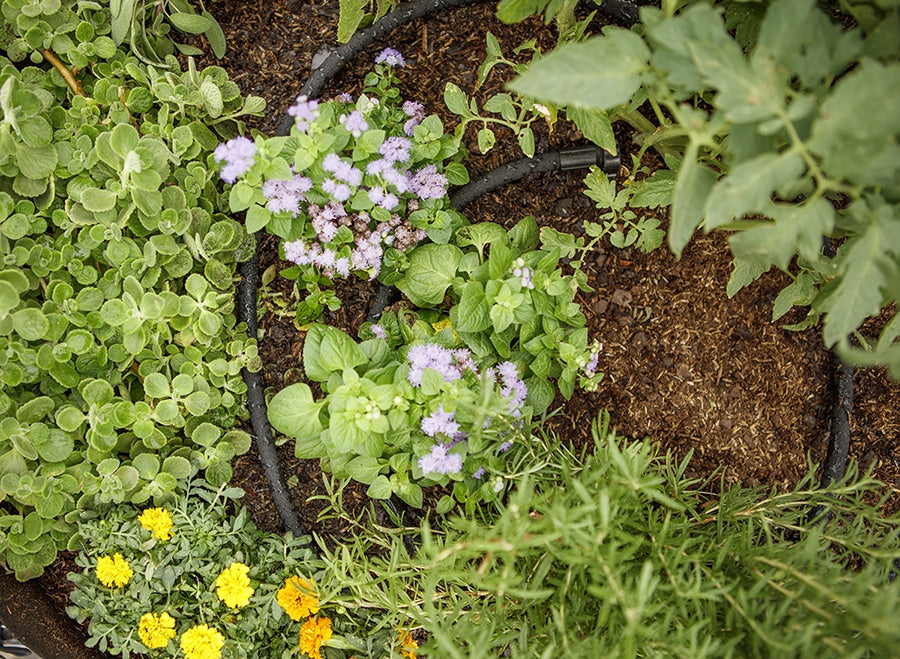 Tired of Constant Watering? We Have a Bedder Solution