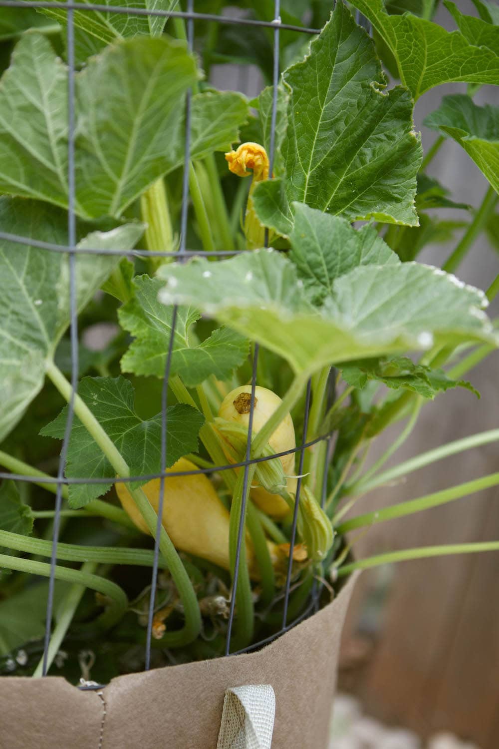 What Garden Supplies Do Edible Gardeners Want?