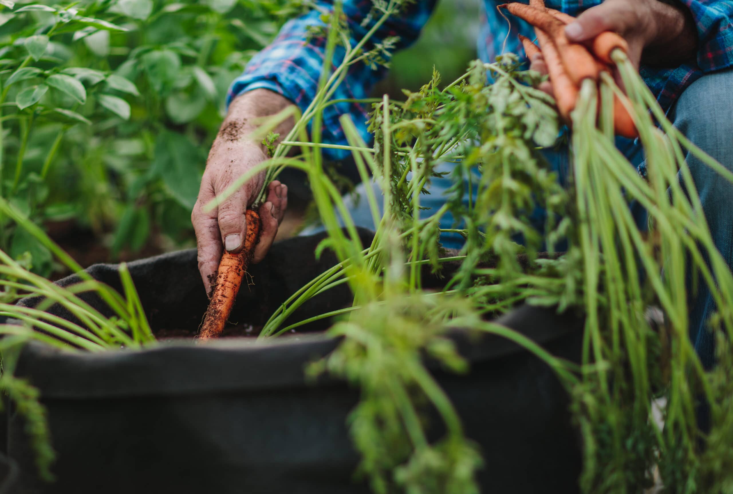 Fall vegetable garden