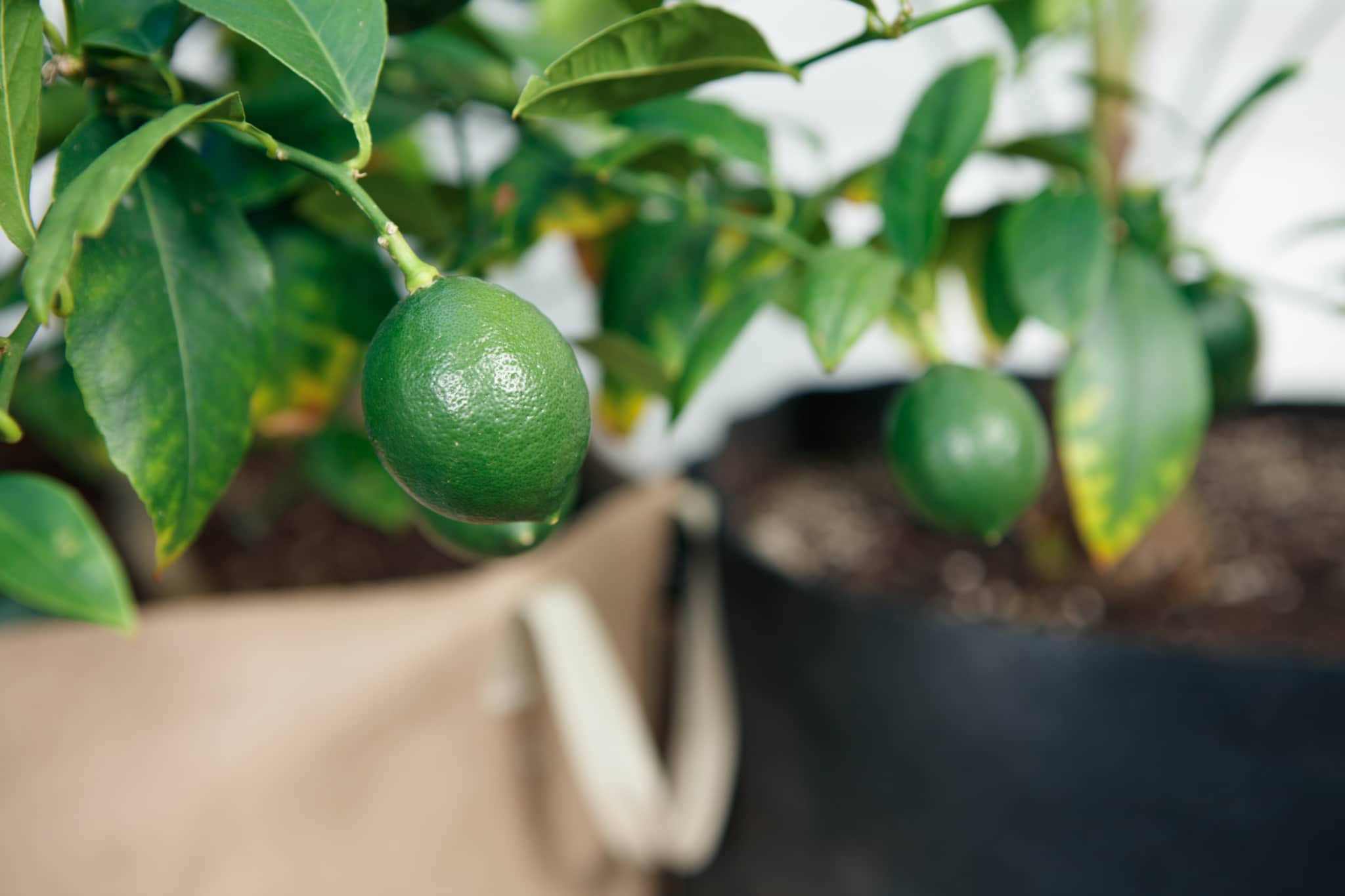 Is your Raised Bed Garden Environmentally Responsive?