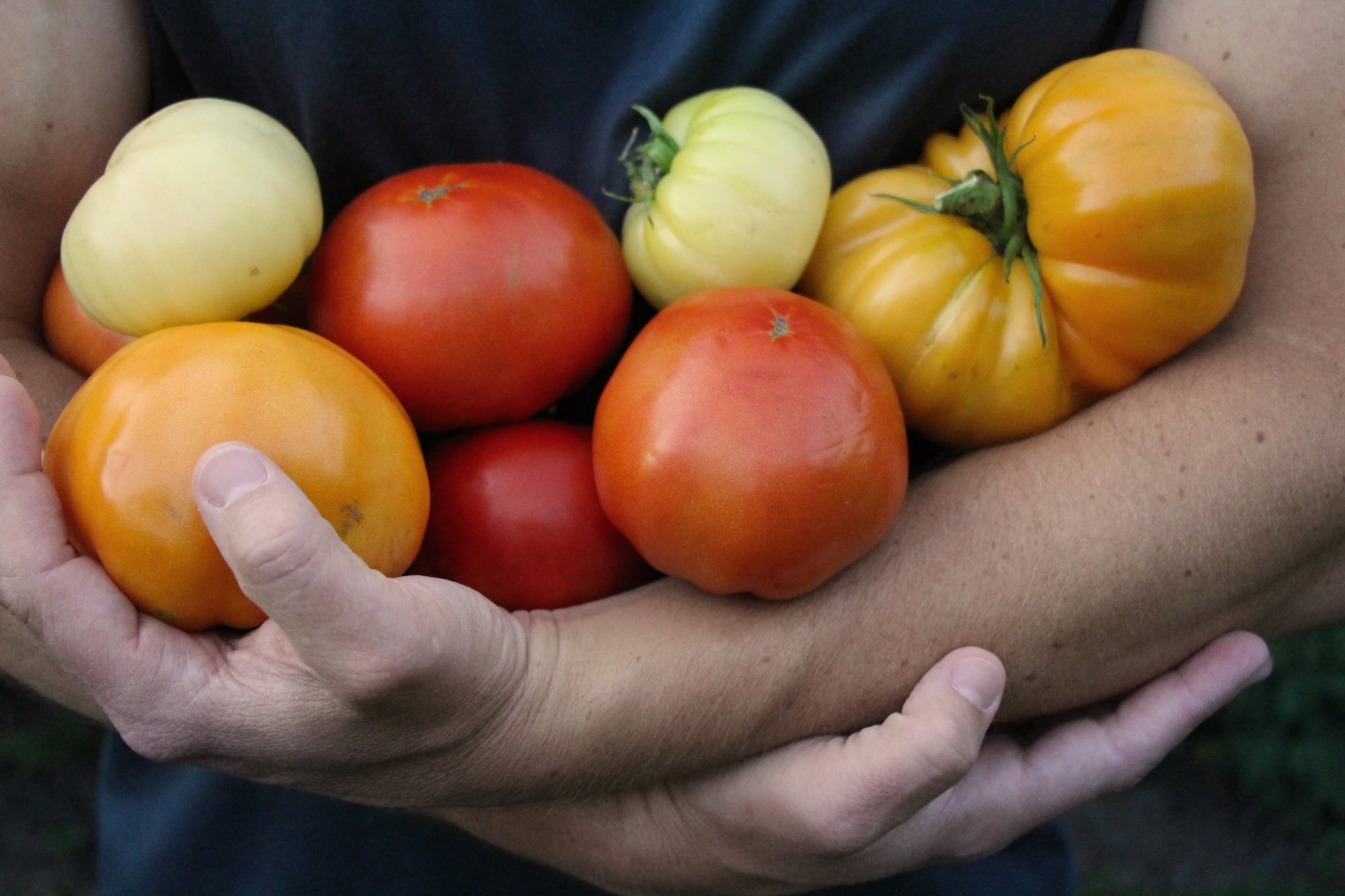 Healthy tomatoes grown in fabric containers