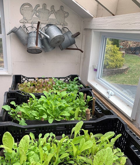 Smart Pots in the Winter by C.L. Fornari