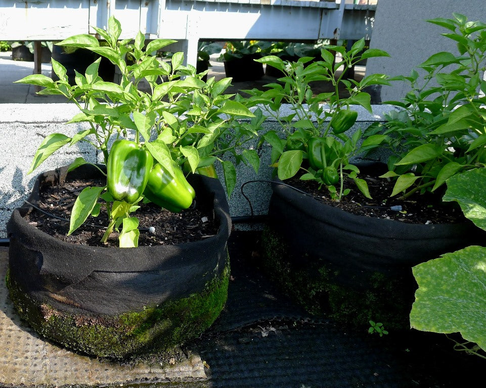 How to Take Care of Your Smart Pots Through Winter