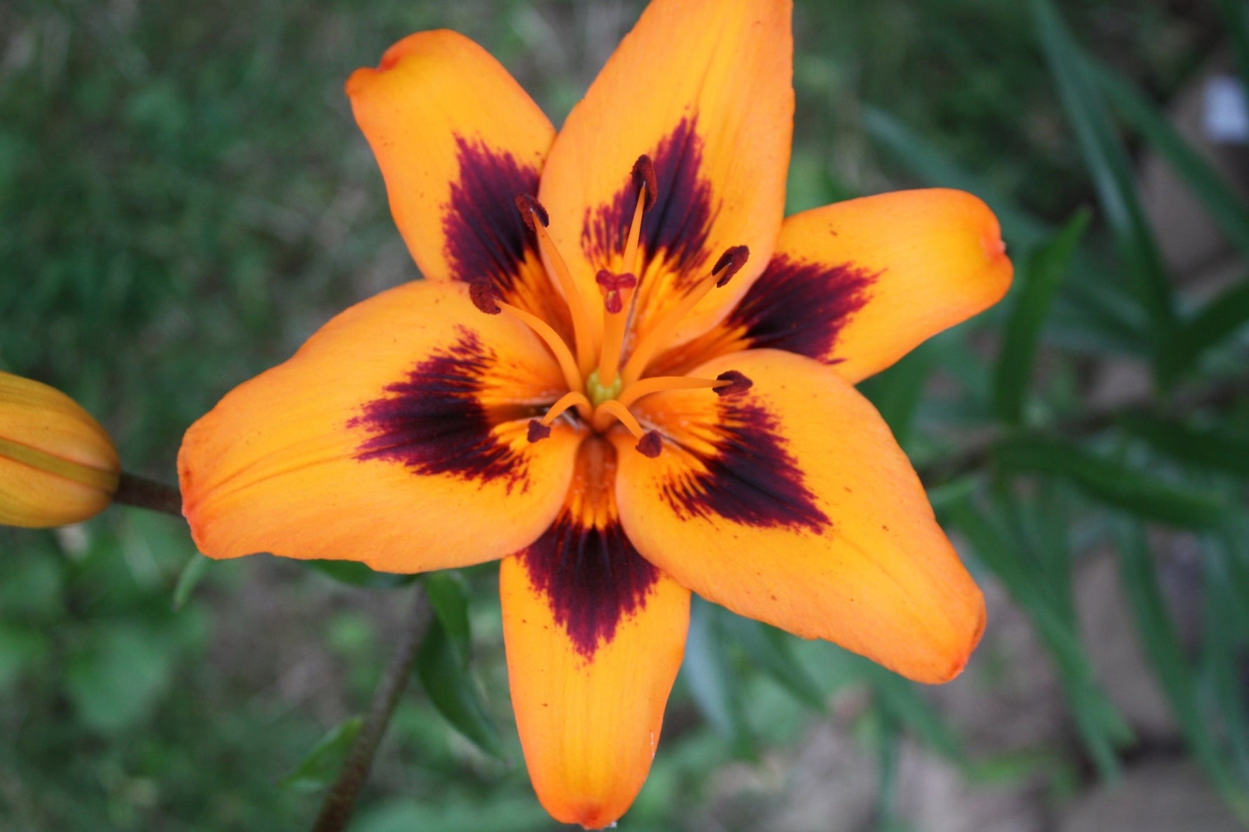 Flower grown from Spring bulb