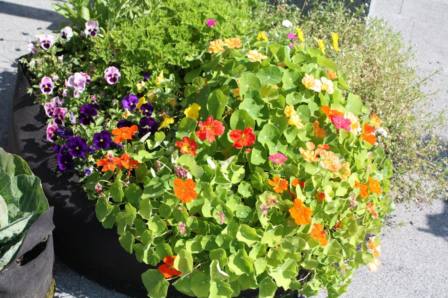 Mother's Day plant