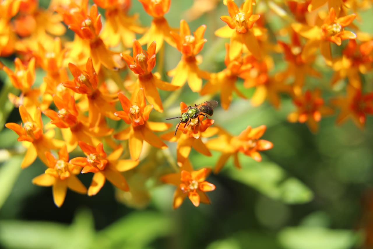 Bee in pollinator garden