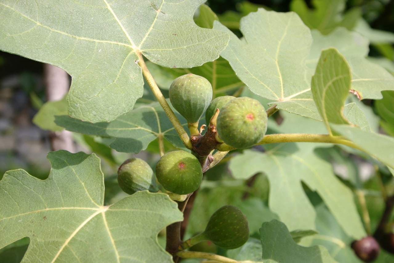 Fig tree grown in fabric Smart Pot