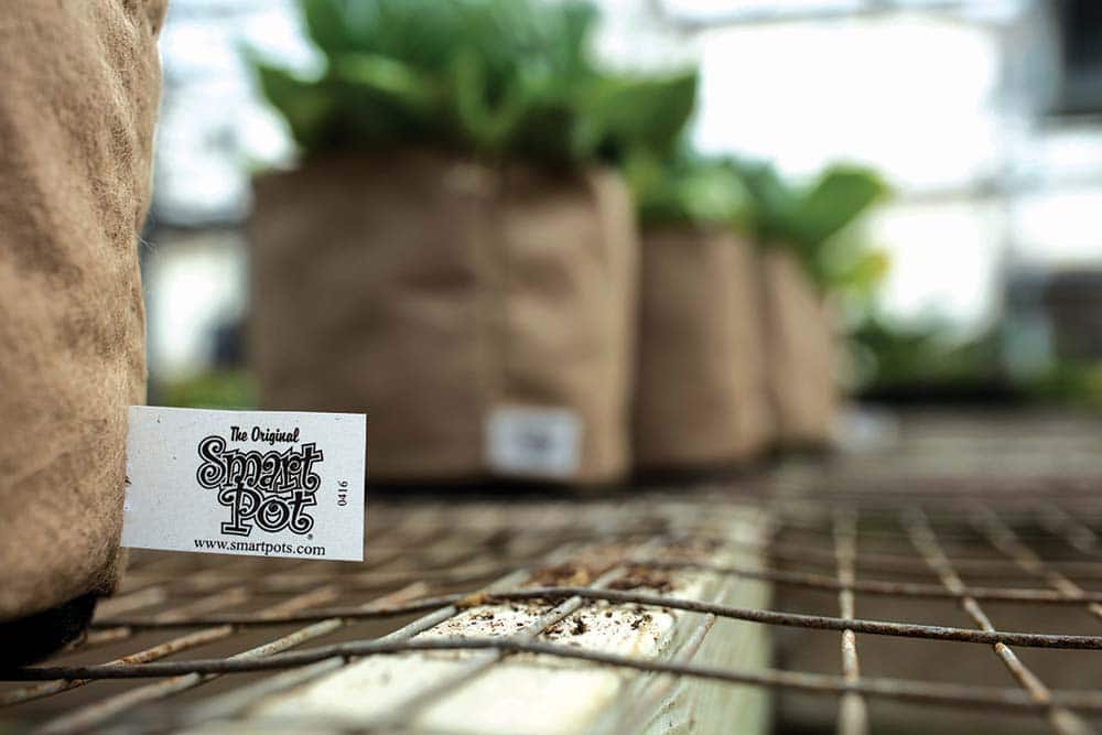 How to Spot a Fake Smart Pot