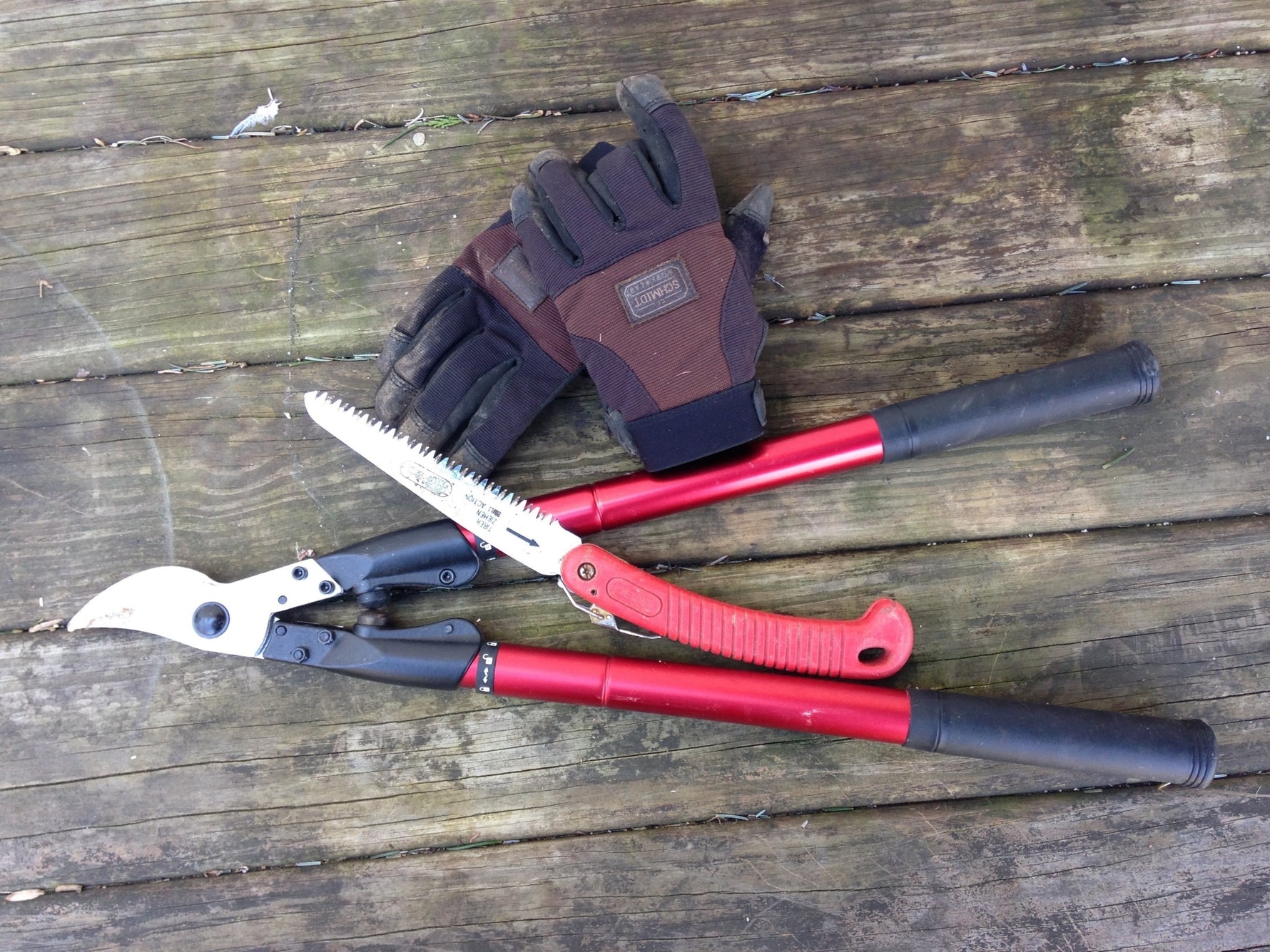 Summer tree care essentials