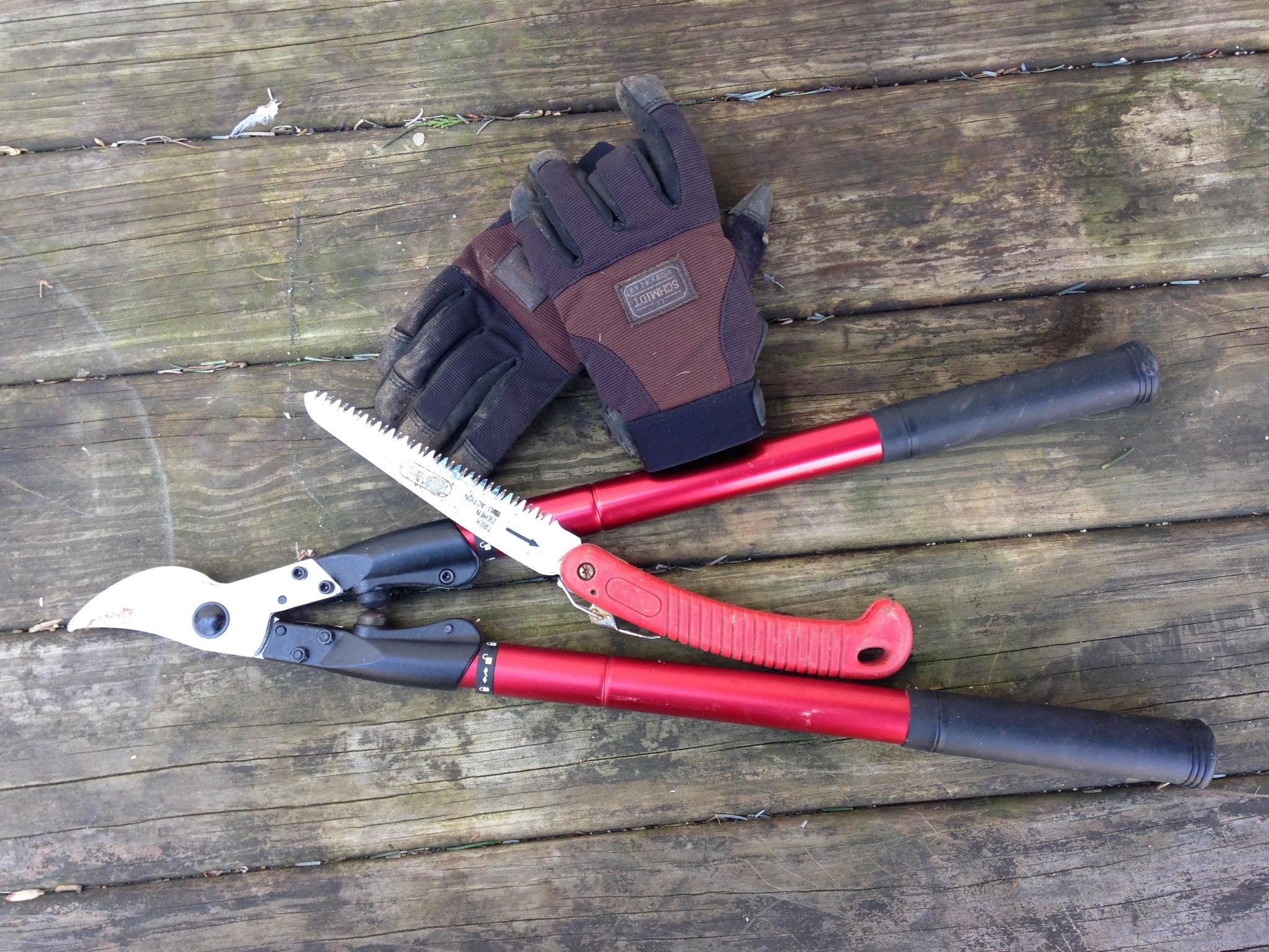 Summer tree care essentials