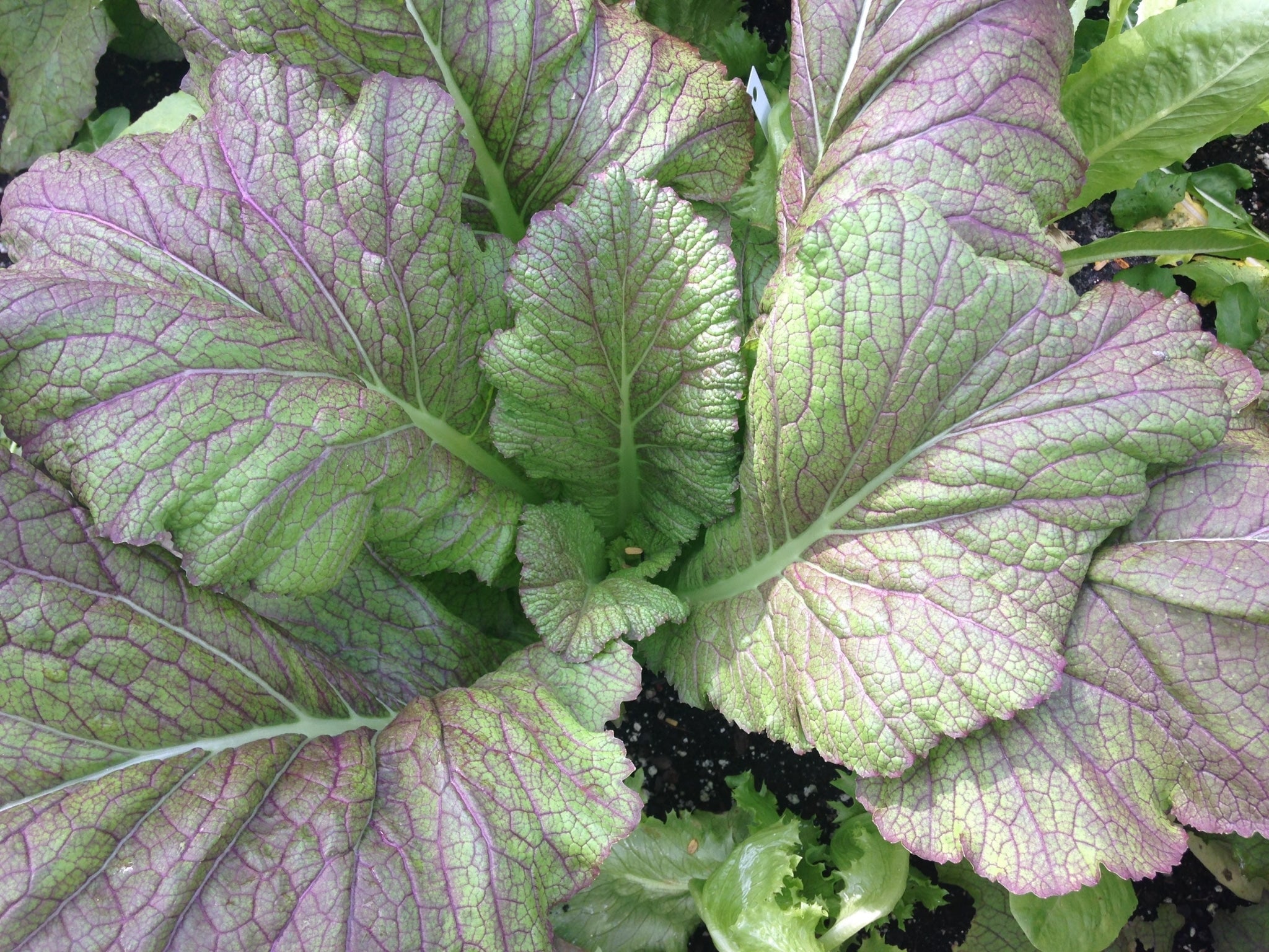 Vegetables grown in shade