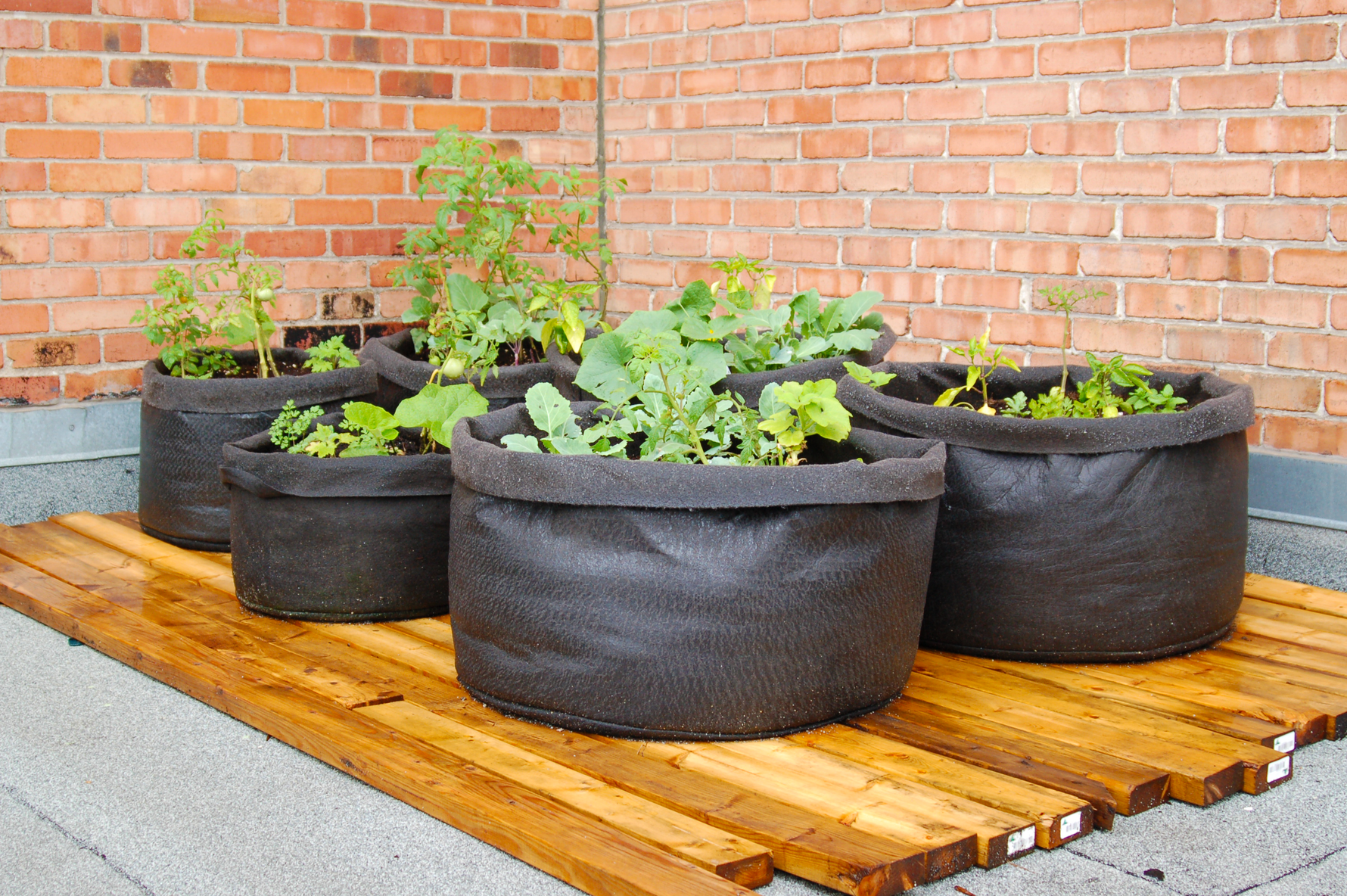 Bigger Smart Pots, Bigger Gardens: Save 20% on 100 to 1,000 Gallon Smart Pots