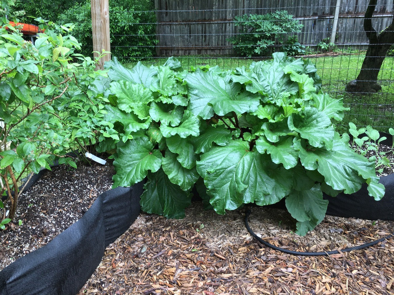 Rhubarb Good, Better & Best