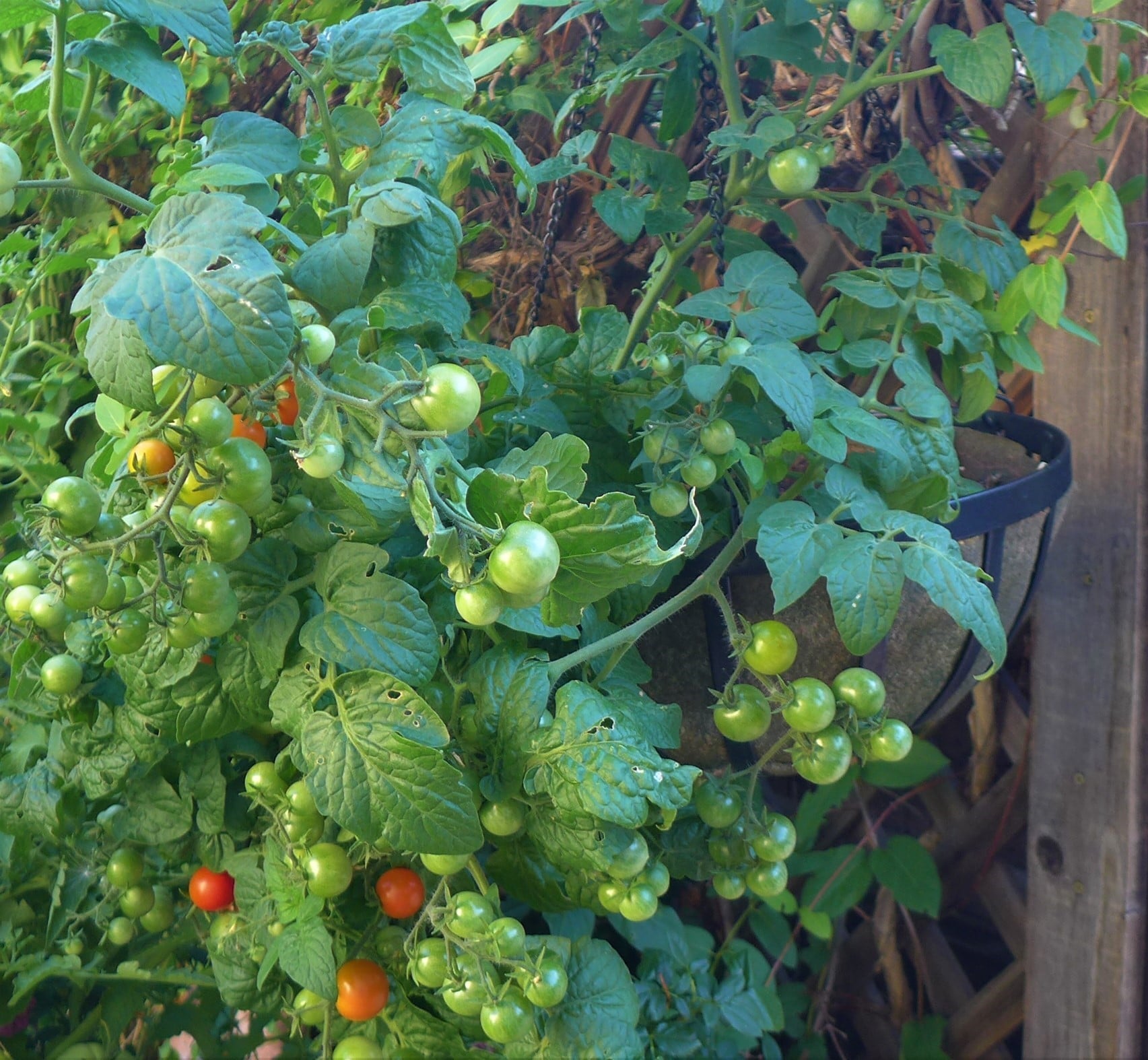 Tomato Success with NoCoco Liner