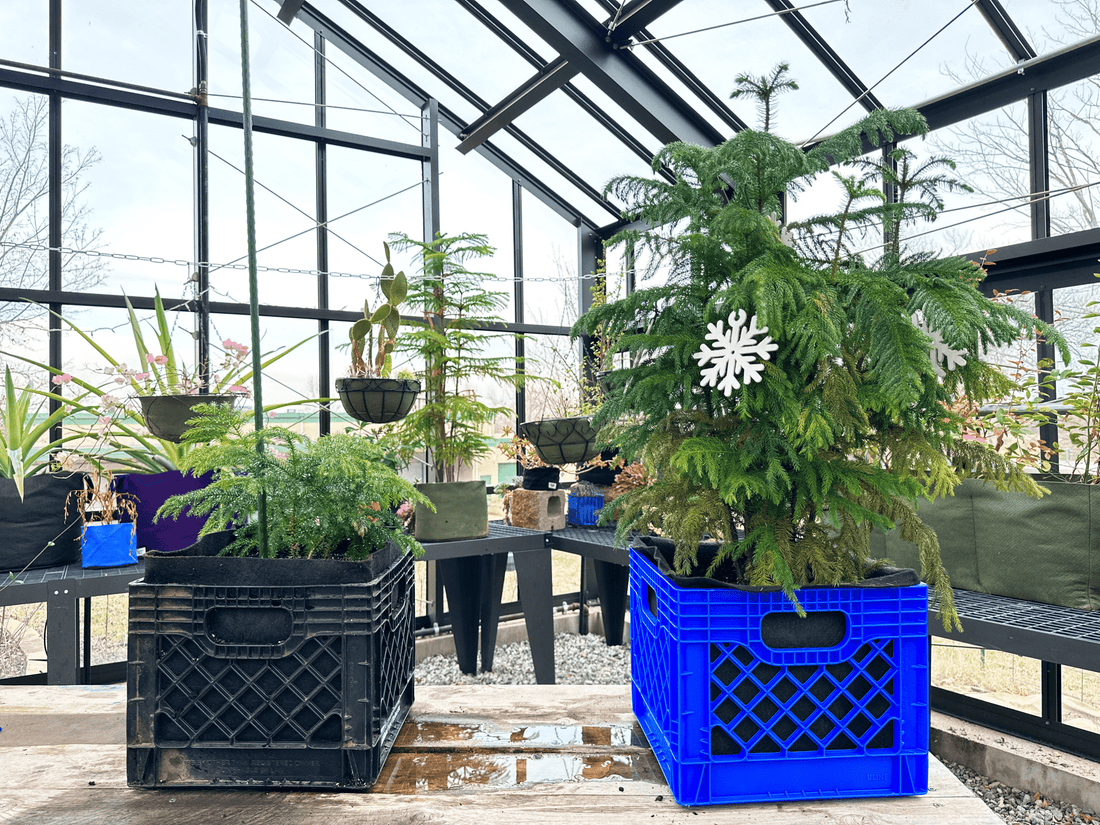 How to Care for Norfolk Island Pine - Lifelong Houseplant – Smart Pot