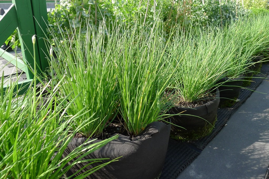 Perennials in Smart Pots