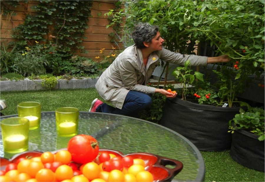 Harvesting tomatoes during storm season