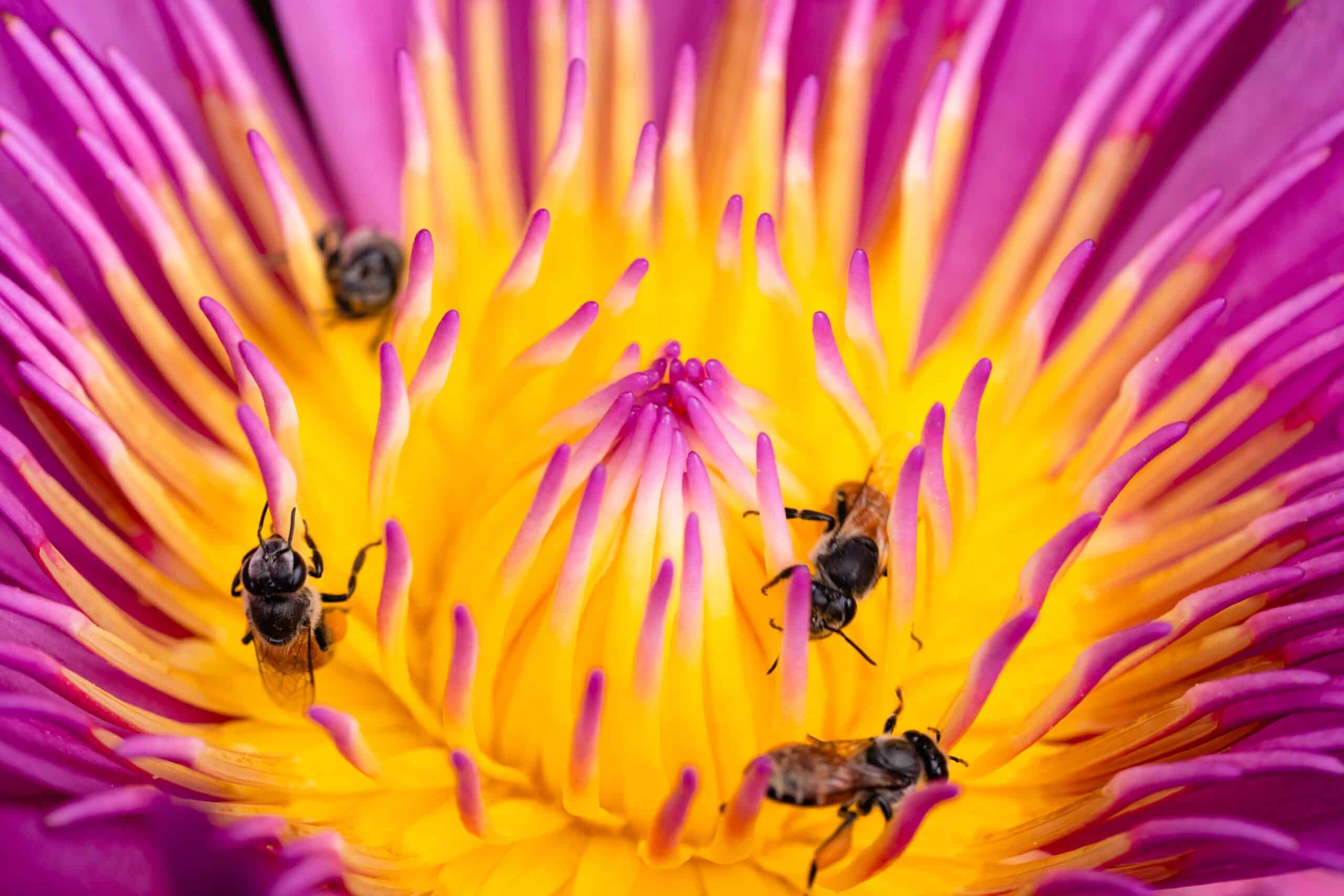 Bees on Smart Pot Growing Flower
