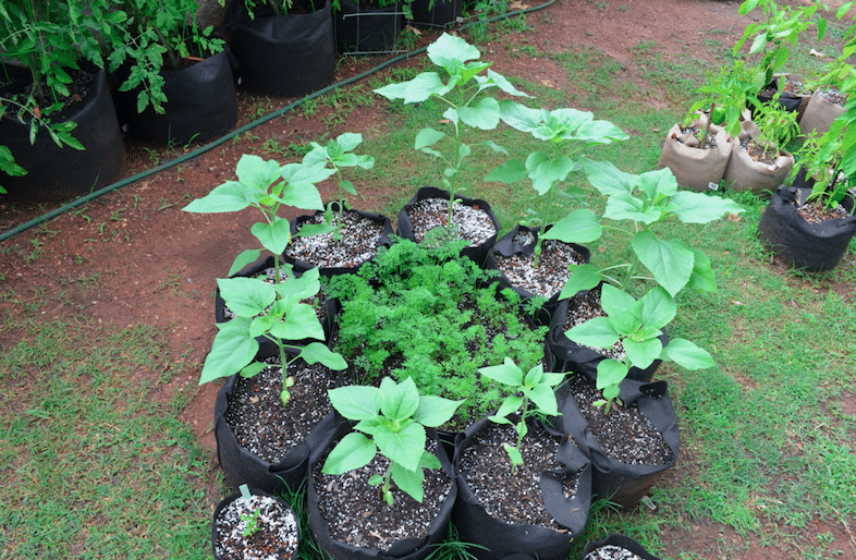 Healthy soil for potted plants