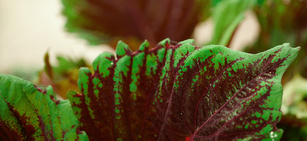 Perennials grown in shade