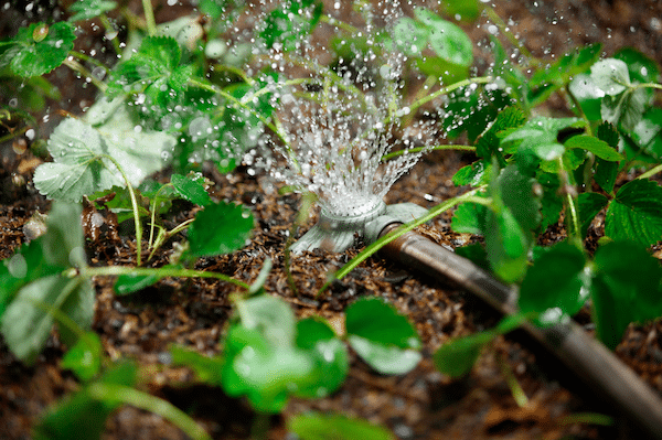 Watering your garden