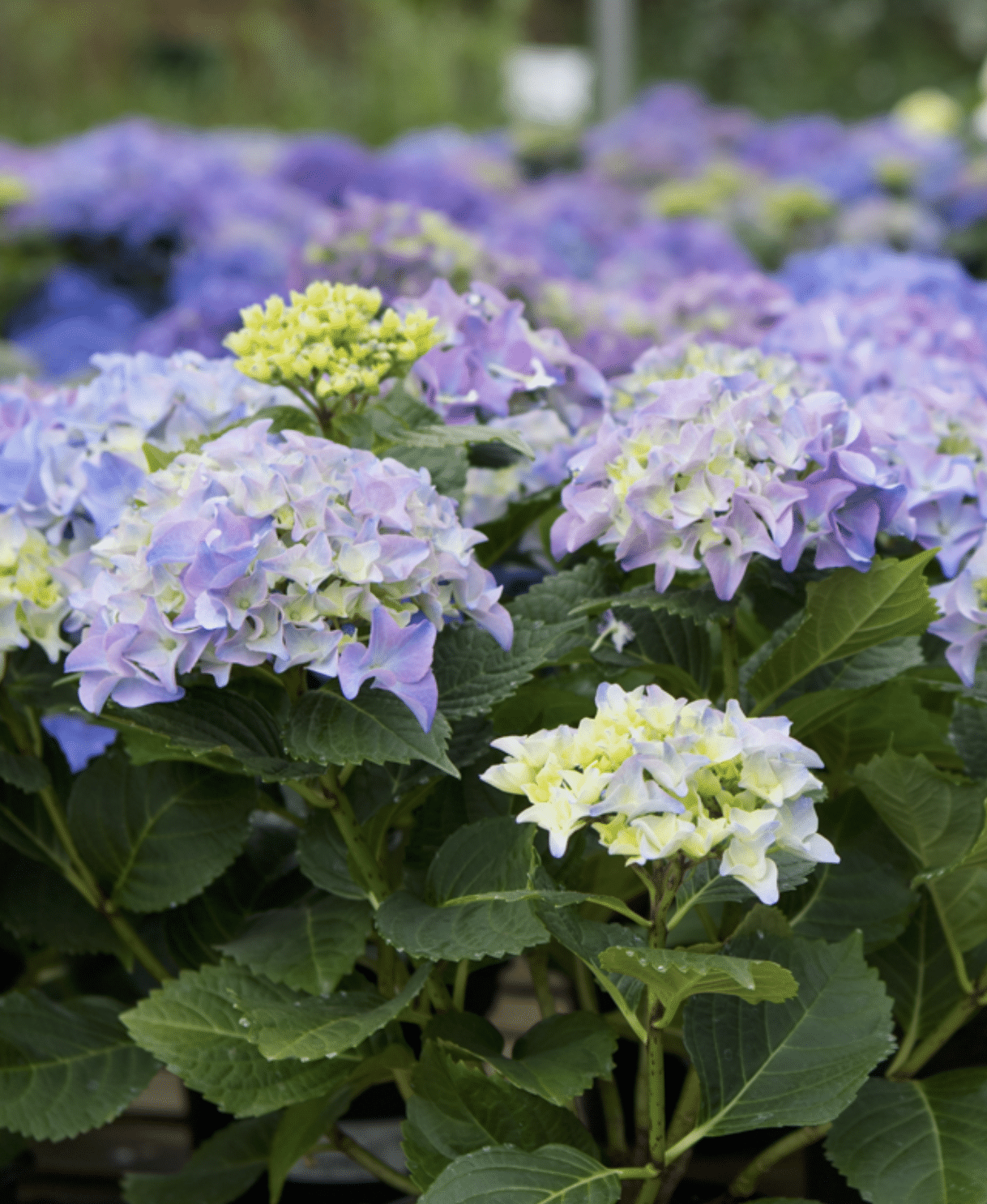 Spring Garden Ideas That Dazzle: 3 Garden Combos You Absolutely Must Try