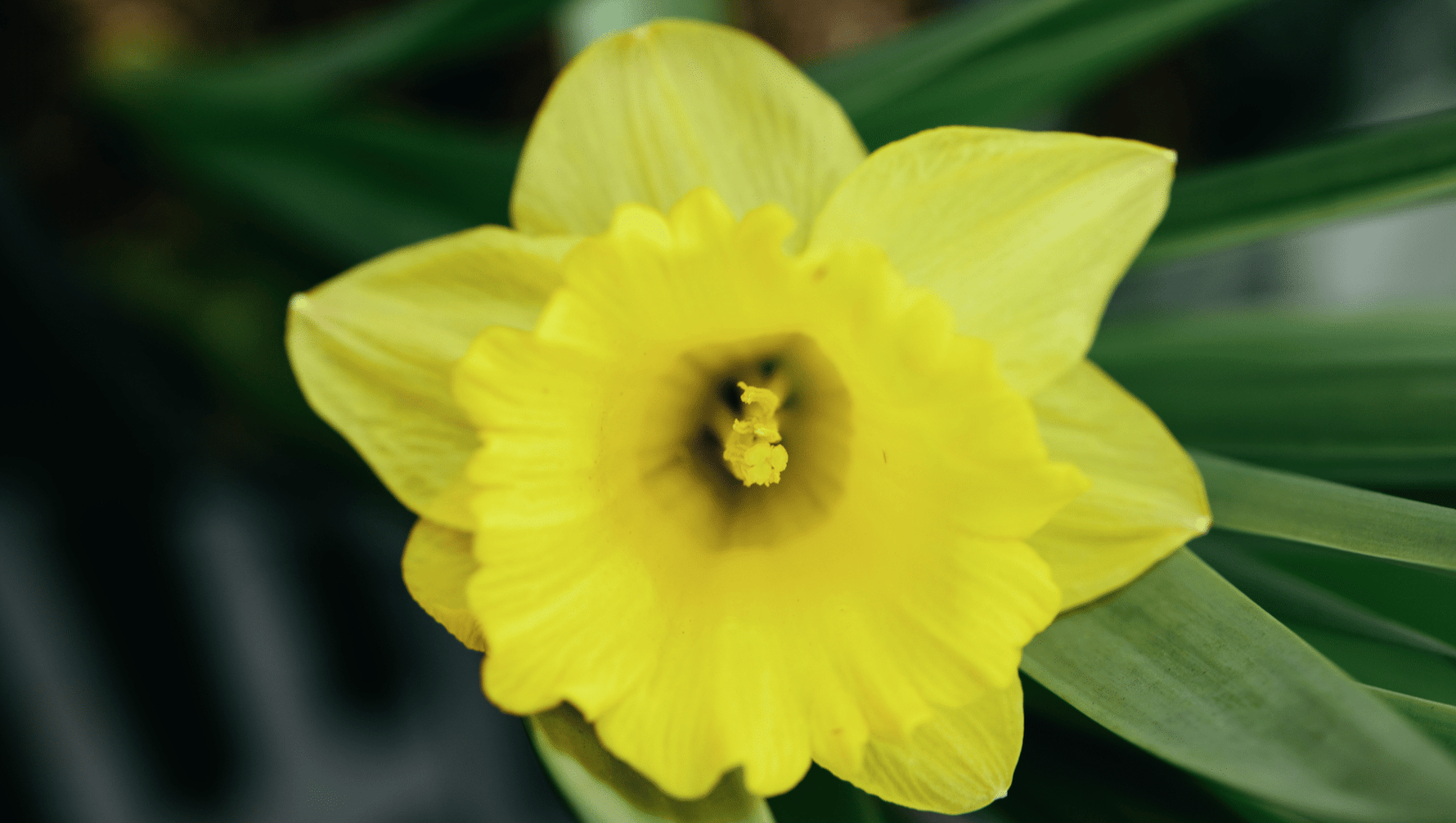 Forcing Bulbs for Indoor Blooms