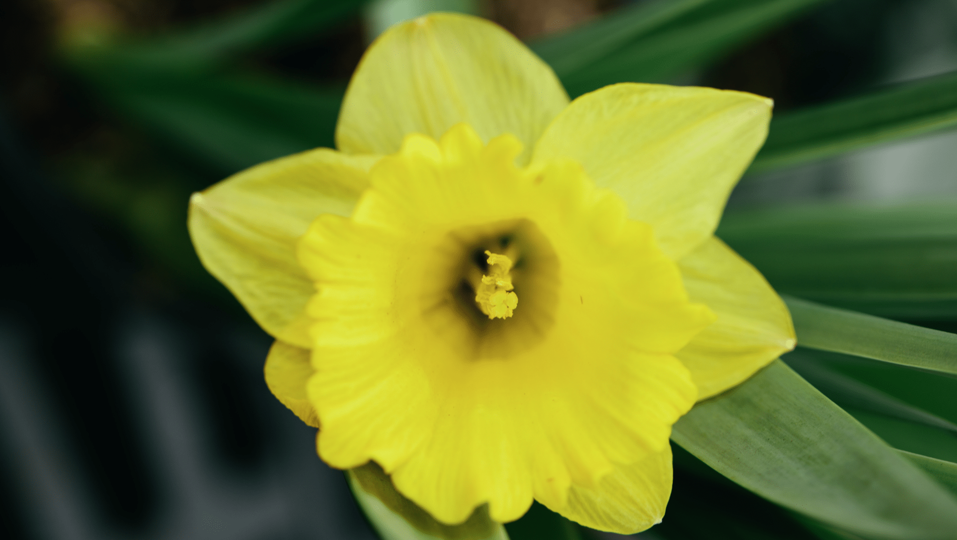 Forcing Bulbs for Indoor Blooms