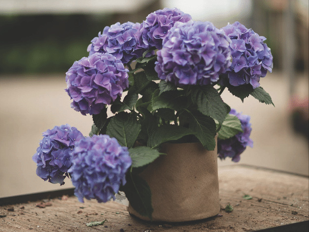 How to Build a Beautiful Christmas Arrangement in Five Simple Steps