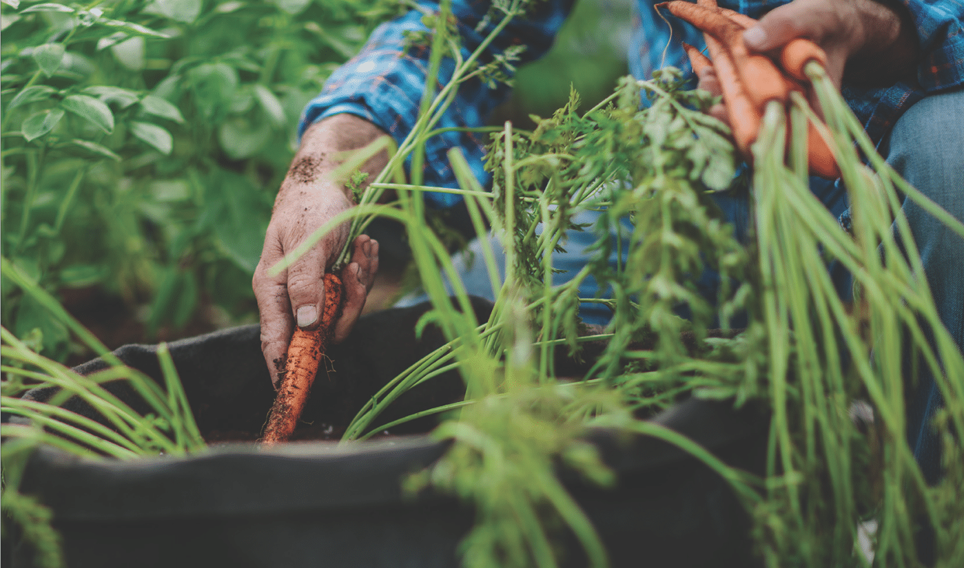 Grow Nutritious and Delicious Edible Microgreens