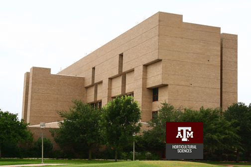 Shrub Rose Response Thumbnail 4