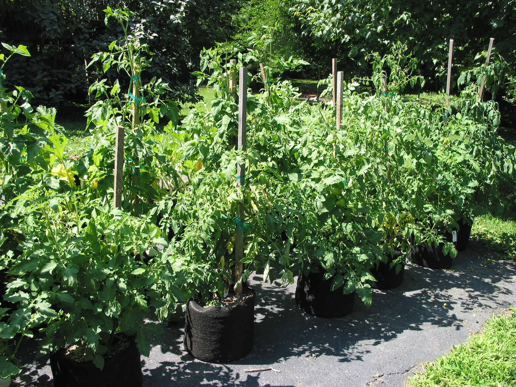 Tomatoes at Fifth Season Gardening Company