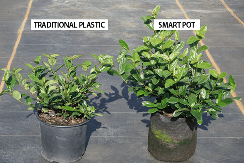 Trees Market Ready Three Months Earlier When Grown In Smart Pots - per Florida University
