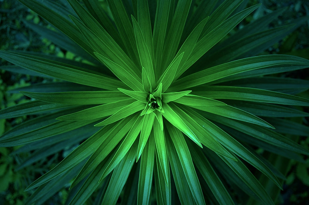 Caring for Tropical Plants: Transitioning Outside for Spring