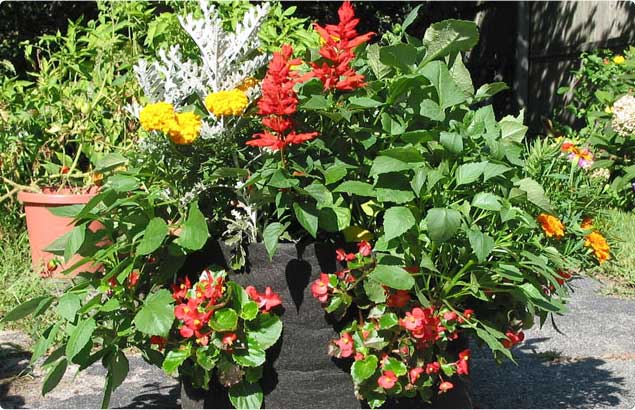 Pocket Planting – Smart Pot