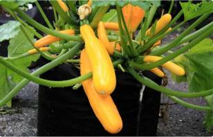 Container Grown Edibles