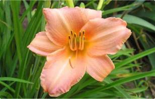 Container Perennials