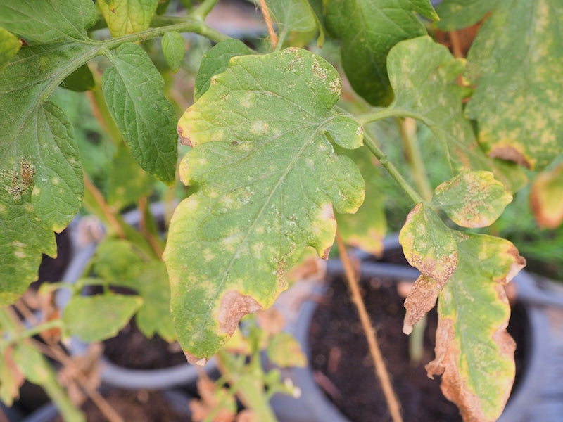 Getting to the Root of the Problem: Spotting and Curing Plant Disease Symptoms