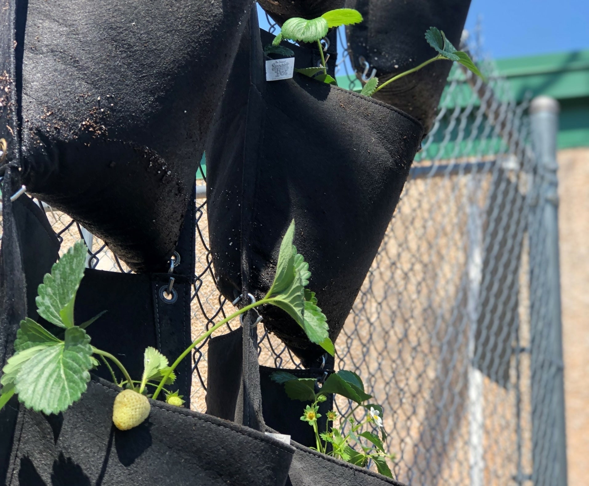 Planting Strawberries in a Wall Flower