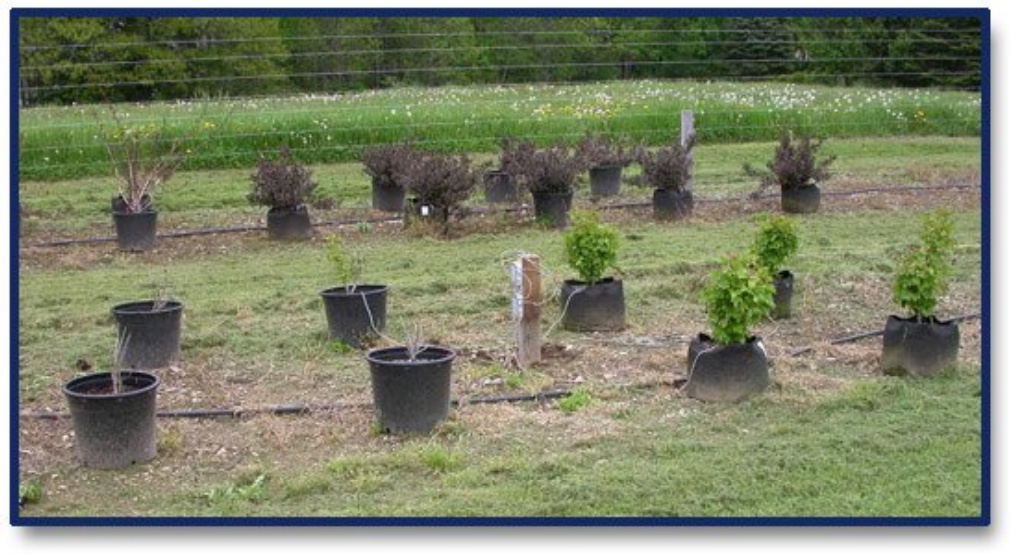 Winter Survival of Shrubs in Smart Pots in a Zone 5 Climate