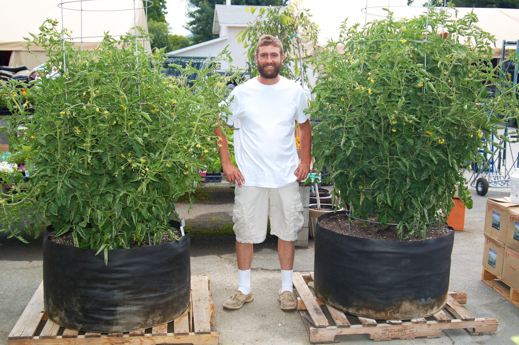Grower standing between commercial-scale tomato plants in 100-gallon Smart Pot containers