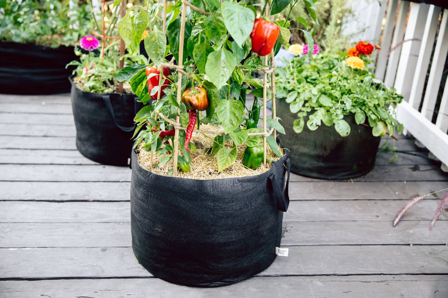 Vegetable Planter Growing Tomatoes