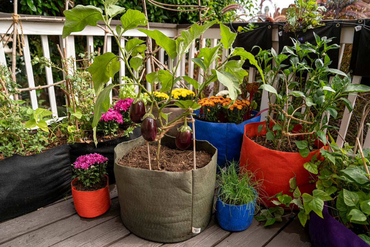 Vegetable Planters Sitting On Deck