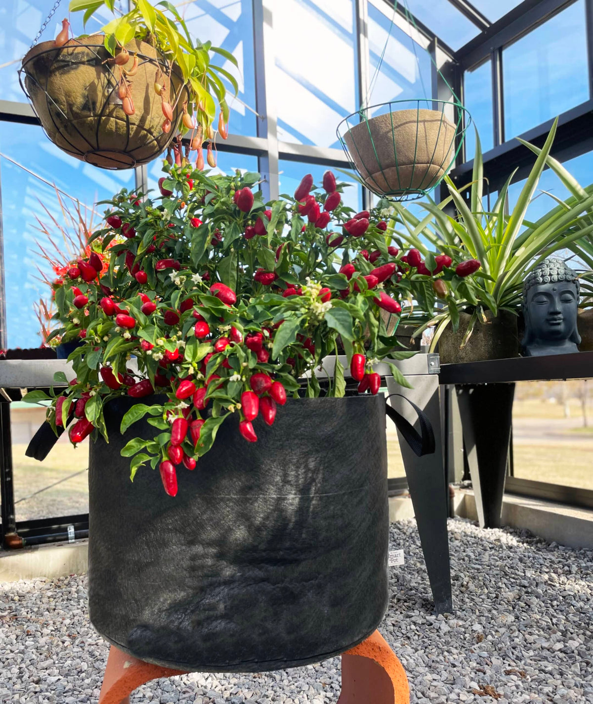 Vegetable Planter Growing Peppers